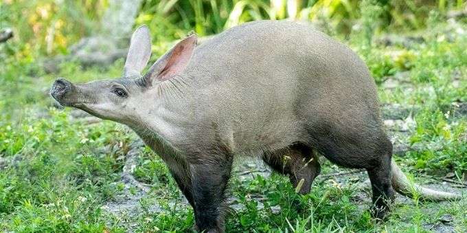 Imagem mostra o animal Orycteropus afer, presente no Zoo de Miami.