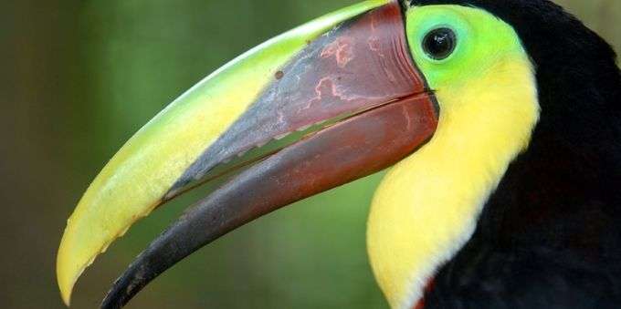 Imagem fechada mostra tucano, da espécie Swainson’s Tucany, presente no Zoo de Miami. 