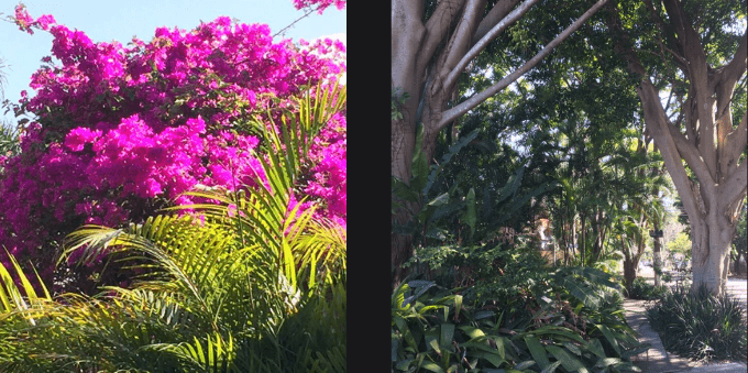 o-arborizado-do-jardim-paulista