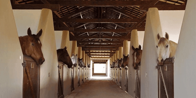 Cocheiras do Haras Larissa