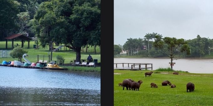 Duas imagens lado a lado. Na direita, lago em parque. Na esquerda, capivaras no Horto Florestal. Ambas em Avaré.