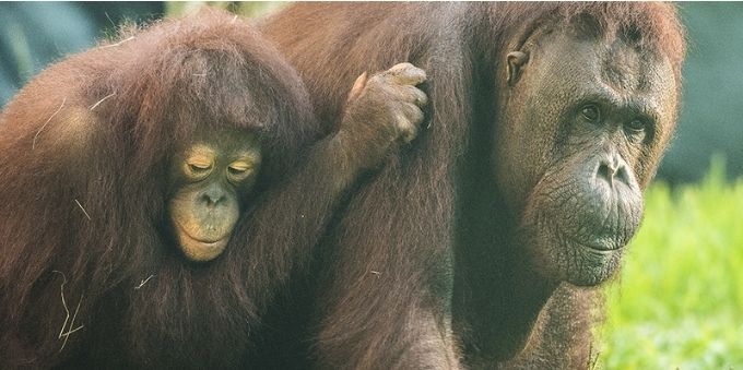 Imagem macaco adulto com filhote nas costas, ilustra Pongo Pygmaeus, presentes no Zoo de Miami.