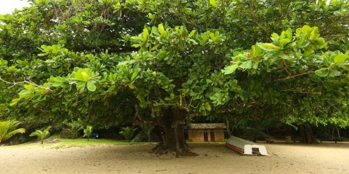 Imagem mostra árvore amendoeira, na praia do Engenho, em Angra dos Reis 