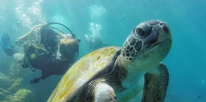 Angra dos Reis: imagem do fundo do mar mostra tartaruga no centro da foto, e mergulhador ao fundo