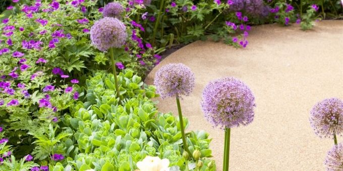 Imagem de flores, dente-de-leão, em jardim em Londres