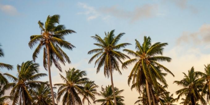 Imagem de vista para o céu mostrando topo de palmeiras. 