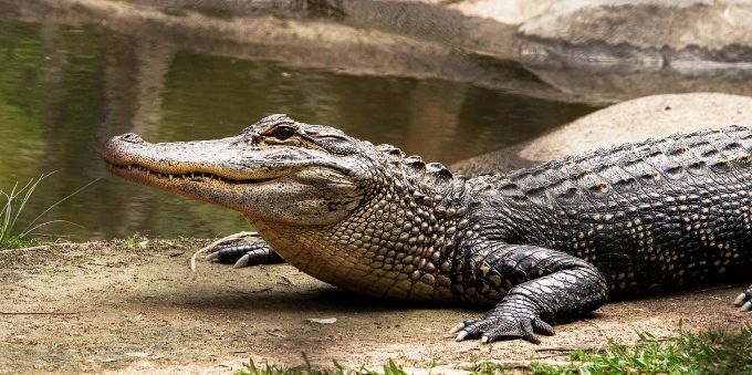 Orlando: imagem fechada em crocodilo