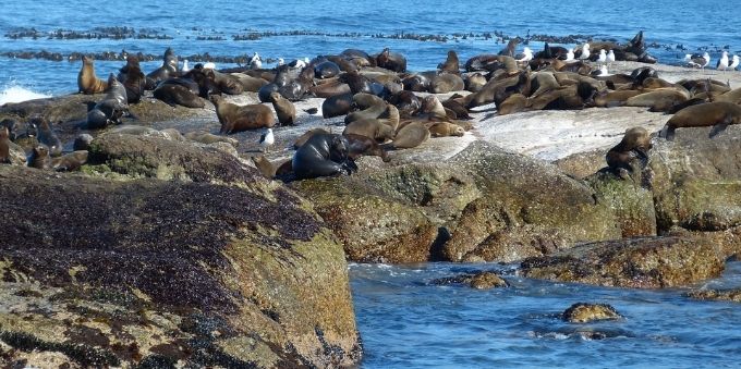 Imagem lobos marinhos em pedra, na Punta Del Leste 