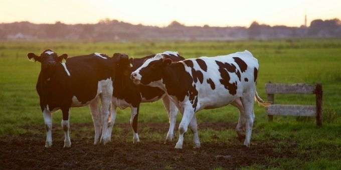 Três vacas no pasto em cidade do Interior de São Paulo 