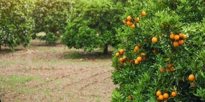 Plantação de laranjas no interior de São Paulo 