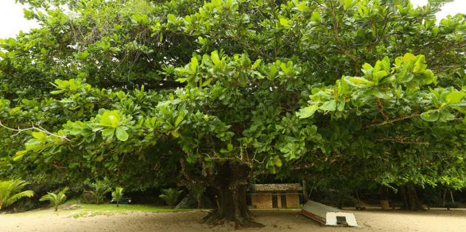 Amendoeira do Engenho, em Paraty