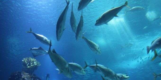 Imagem no fundo do mar mostra cardume, ilustrando o Oceanário de Lisboa